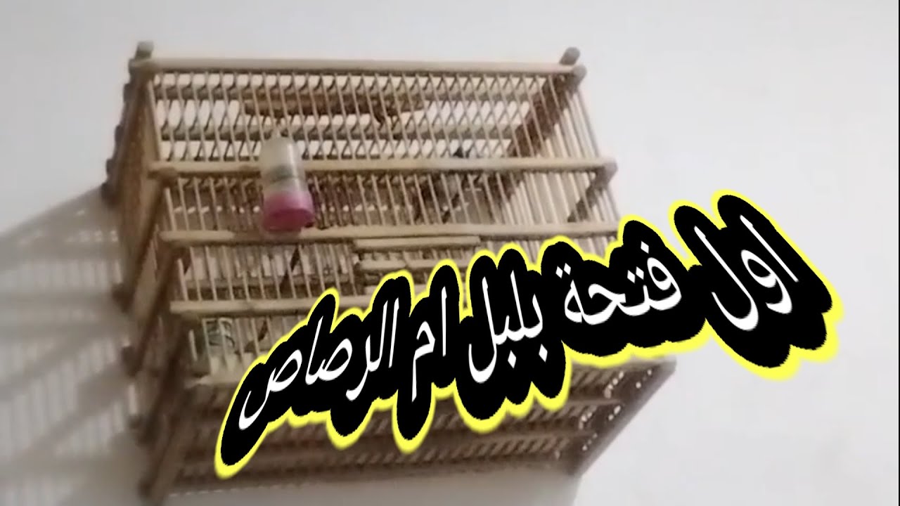 تألق بلبل ام الرصاص