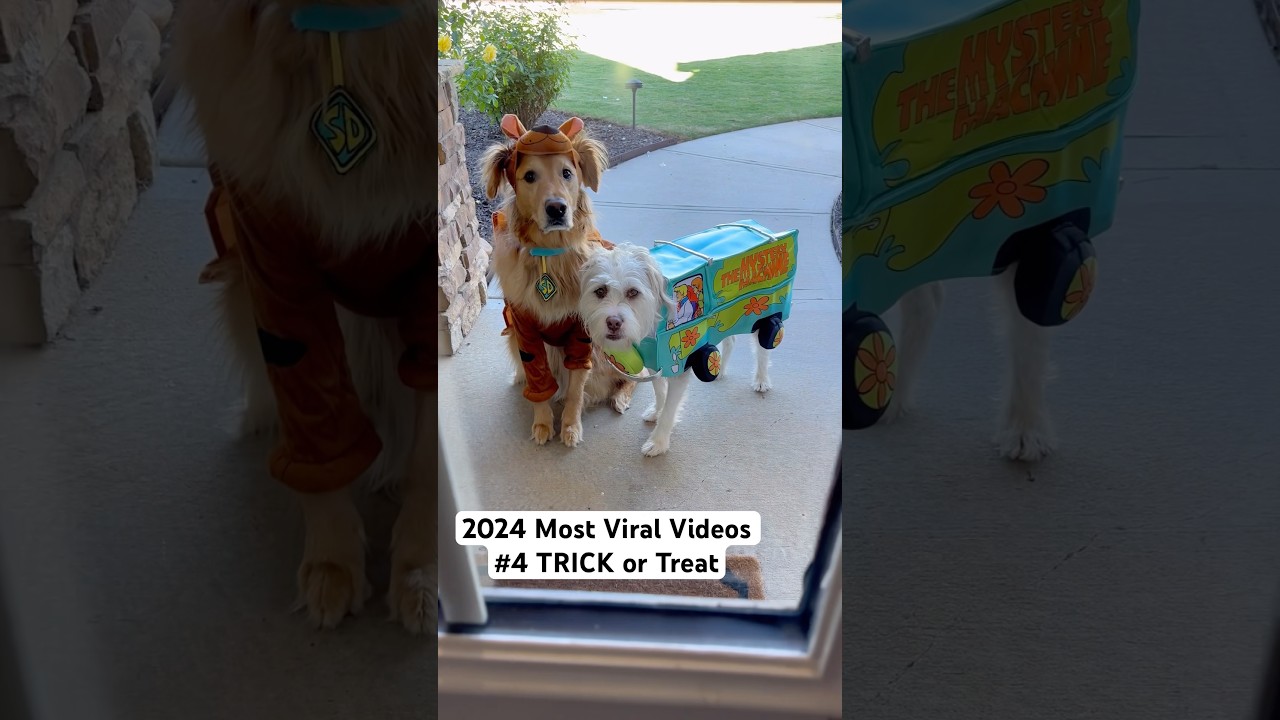 Our 4th most viral video of 2024!