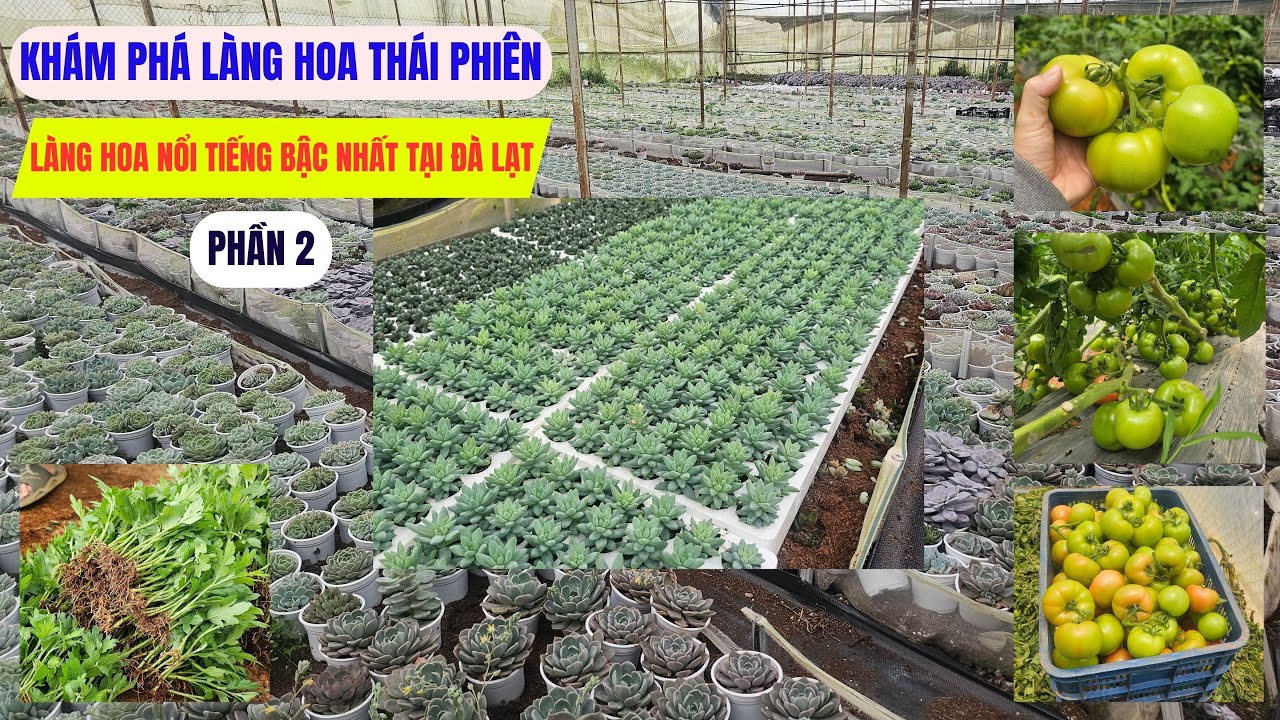 Khám phá làng hoa Thái Phiên – Làng hoa nổi tiếng bậc nhất Đà Lạt (P2)