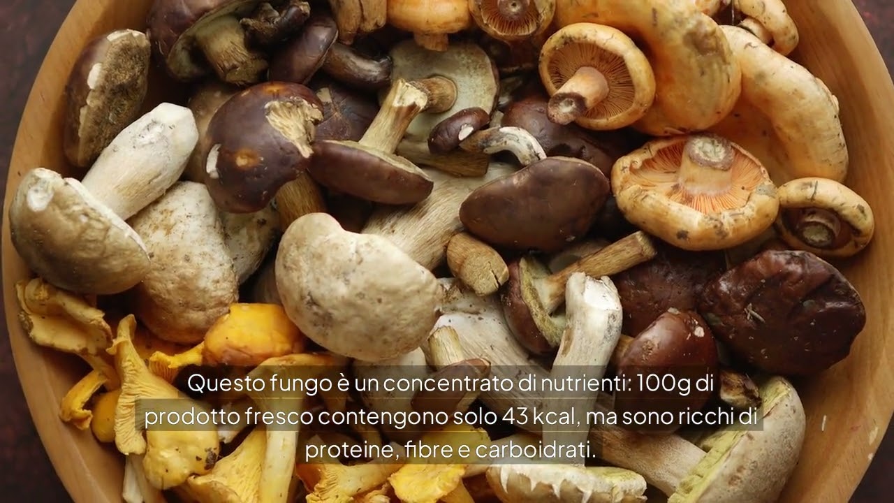 Il Pleurotus Eryngii: conosciamo da vicino il fungo Cardoncello | Naturnext.eu