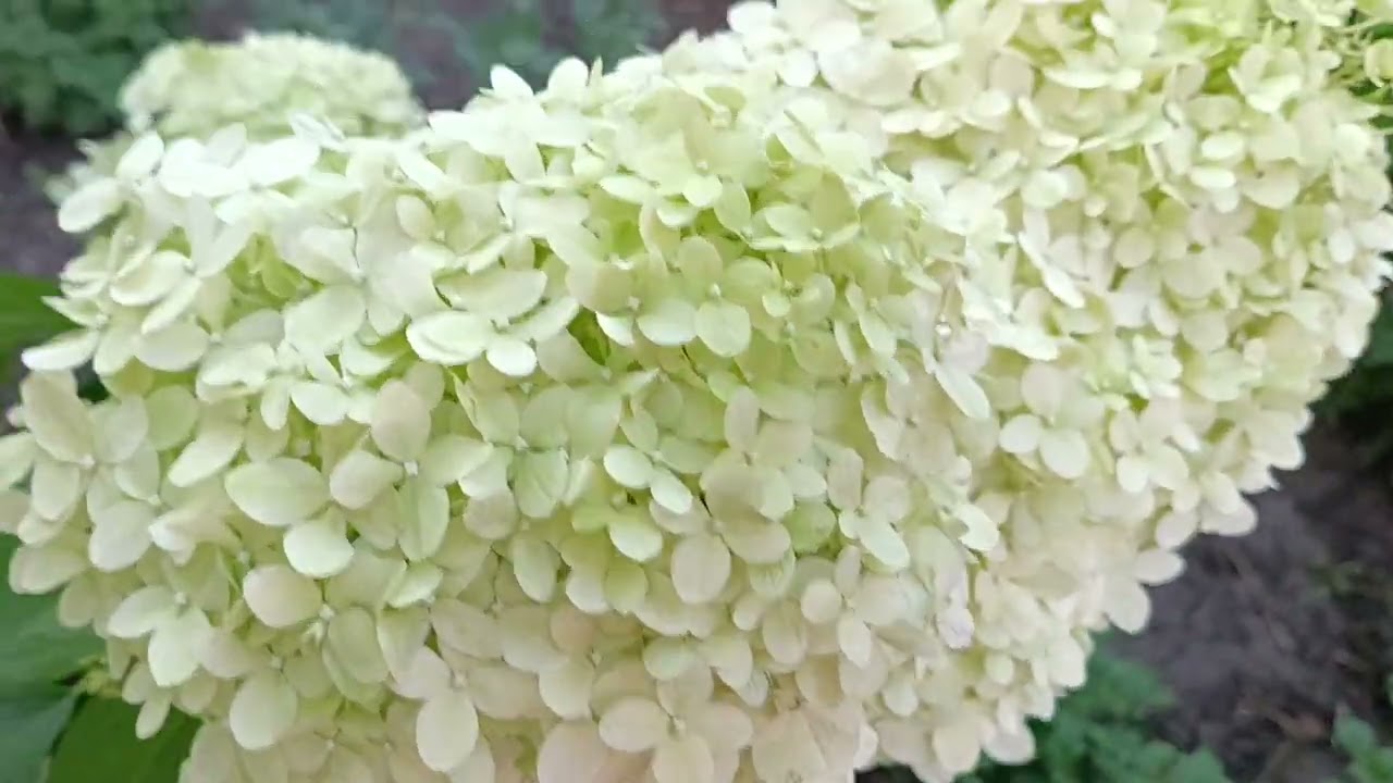 Обробка вкінці відео!///Запізнілі сорти 🌹