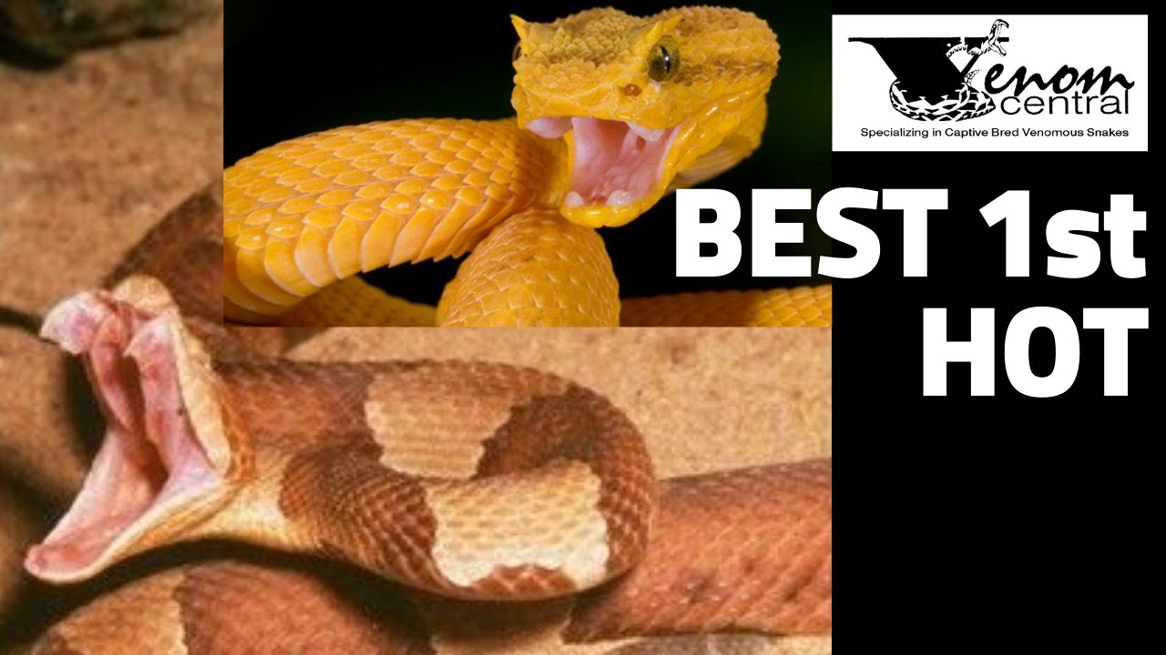 Best Starter Venomous Snake | Best Snake for Beginners