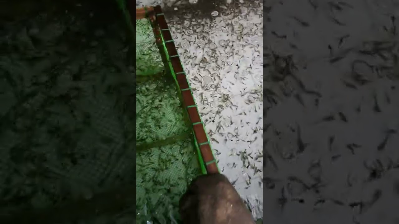 Sorting / Sizing of Newly Harvested Catfish Fingerlings (18 Day Old)