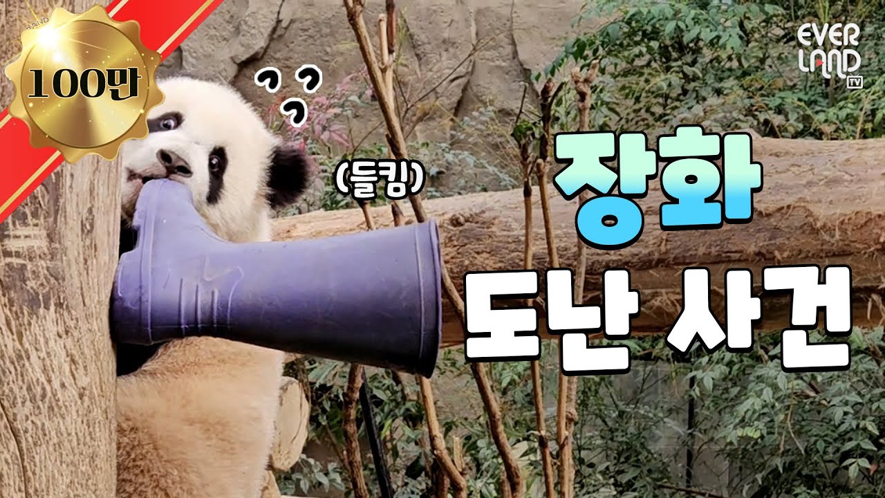 [ENG]이 장화는 이제 제겁니다. 할부지가 좋은 햇살루이와 장화가 더 좋은(?) 장꾸후이｜#판다와쏭 #152 #아이러푸루후