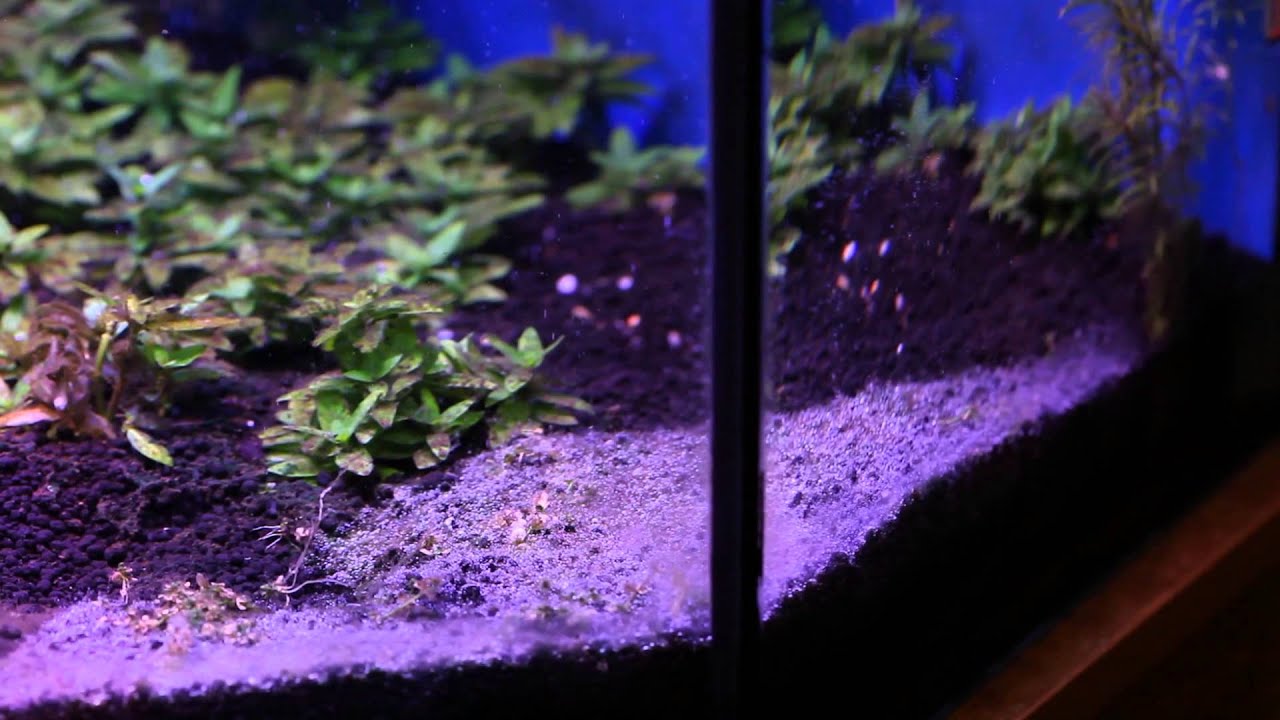 Cómo combatir plagas de cyanobacteria en un acuario