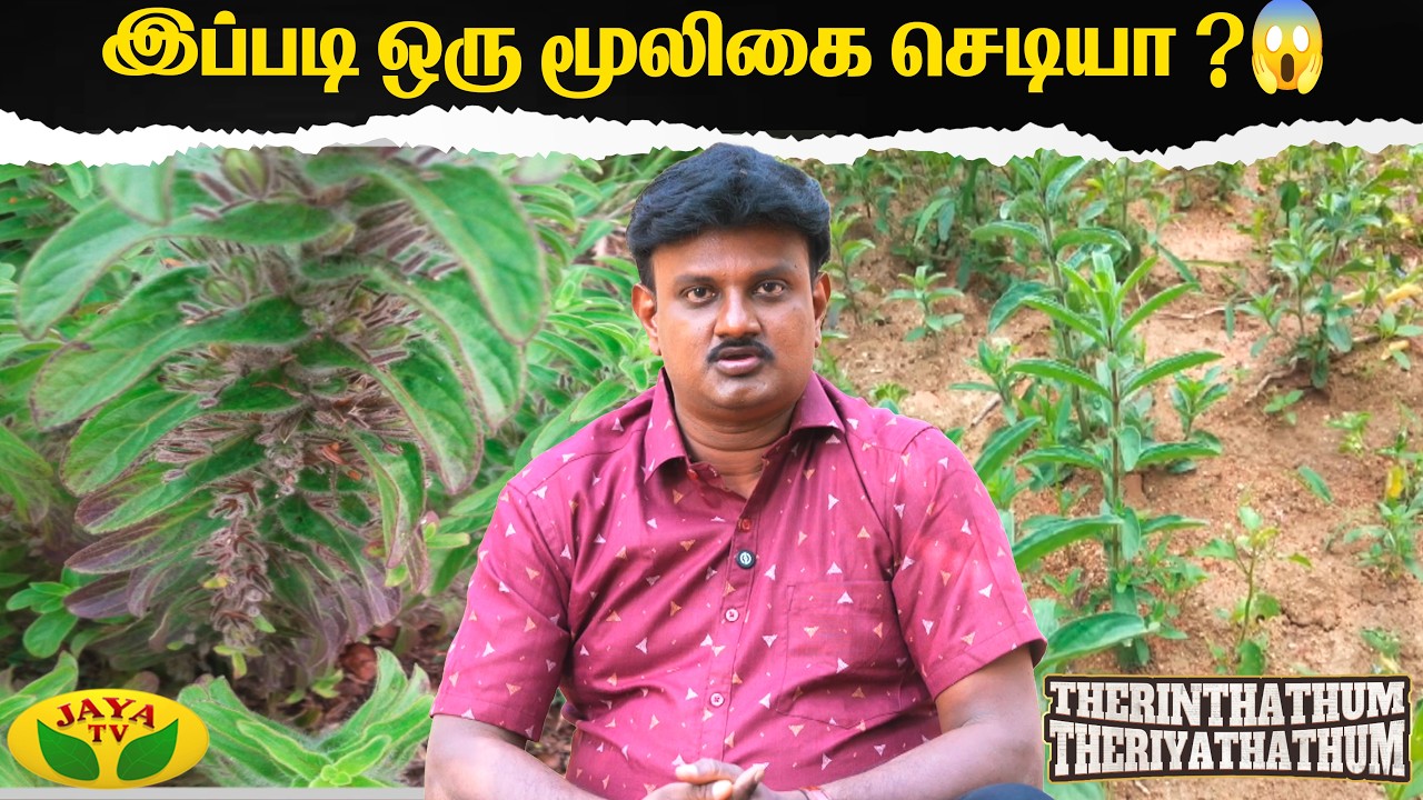 கோபுரம் தாங்கி செடியின் மகத்துவம் | Therinthathum Theriyathathum | Jaya TV