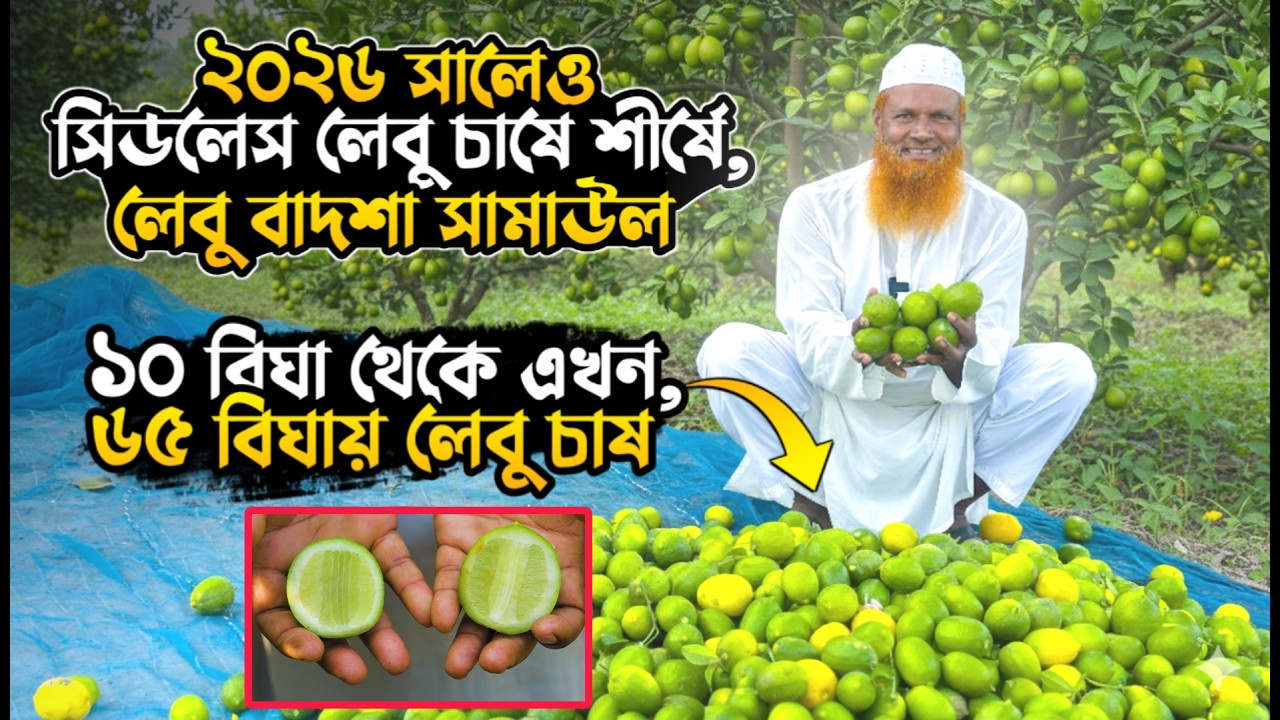 চায়না ৩ লেবু চাষ পদ্ধতি | সিডলেস লেবু | Seedless lebu | বিচি ছাড়া লেবু চাষ | চায়না লেবু চাষ