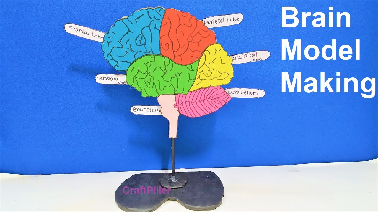 brain model making for science fair project | diy at home easily using waste materials | craftpiller