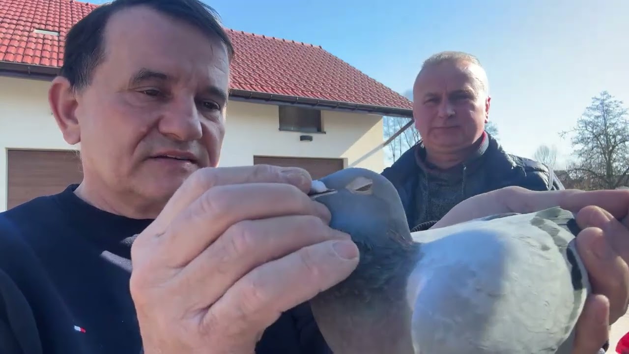 Gołębie Marek Malik olimpijczyk 1 miejsce kat D najlepszy gołąb świata parowanie na Oskara 513016809