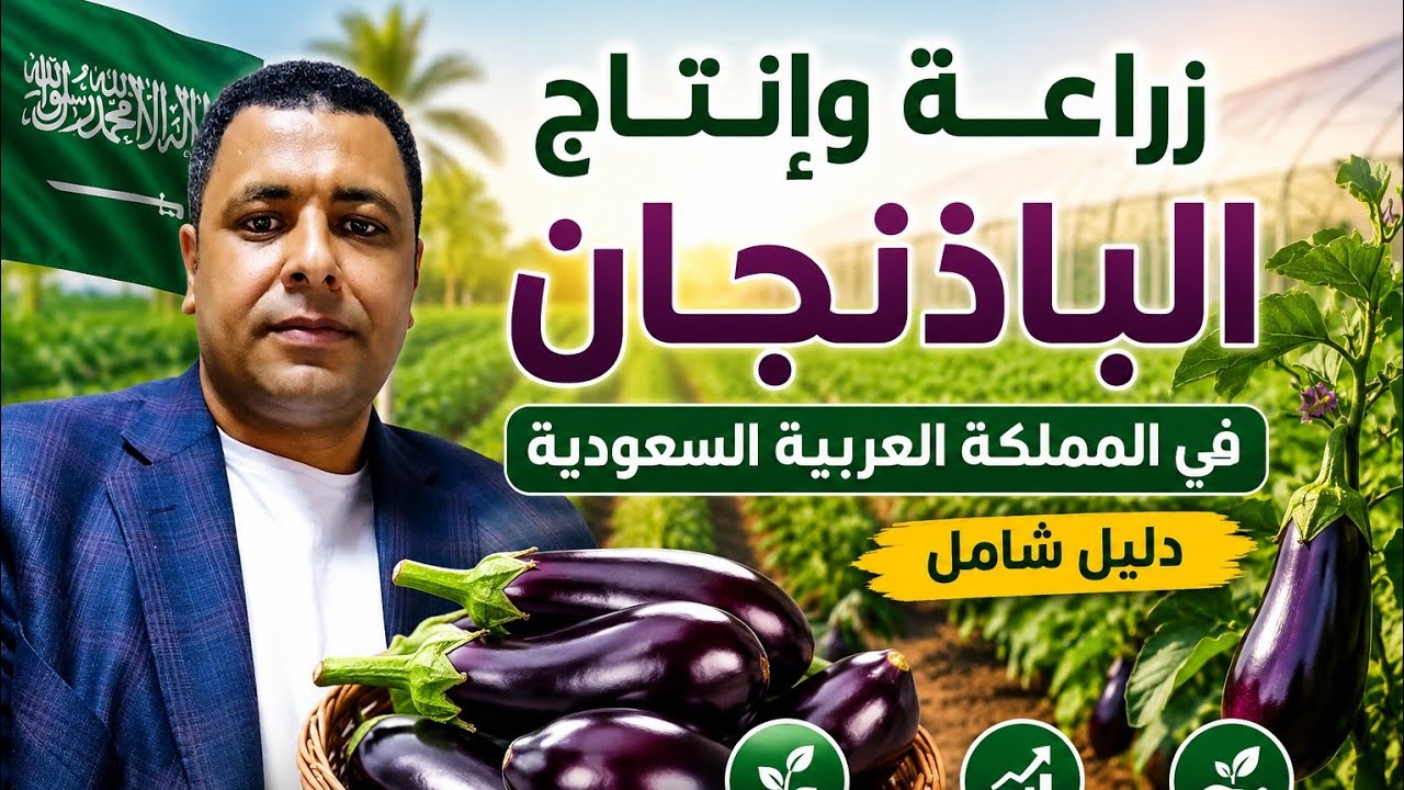 زراعه وانتاج الباذنجان في المملكة العربية السعوديه
