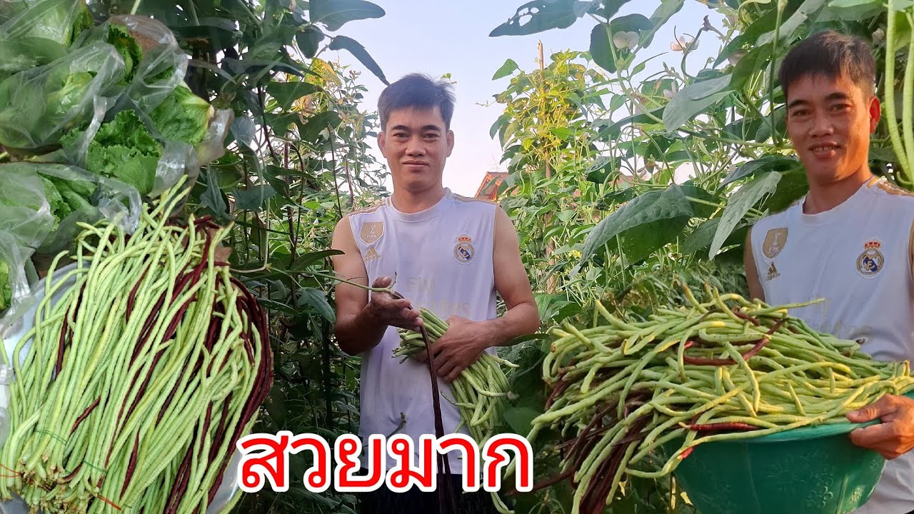 โพดโพถั่วบ่าวน้ำวันนี้ได้เยอะมาก.......