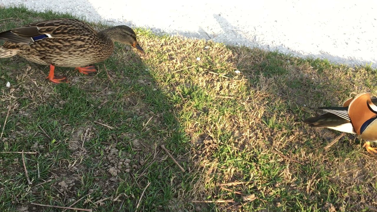 Le canard mandarin au parc de Morges / Селезень мандарин в парке