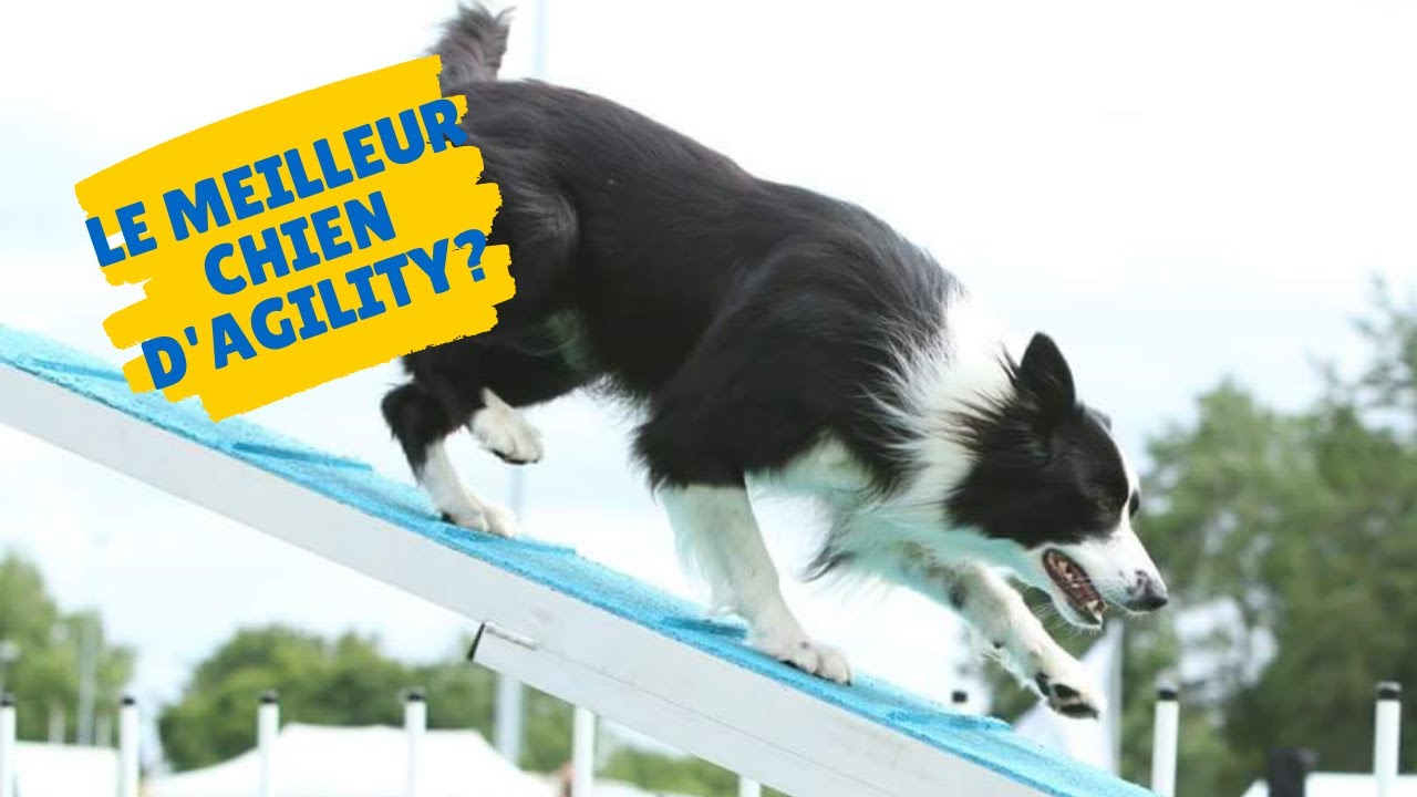 BORDER COLLIE: le chien idéal pour l'Agility?