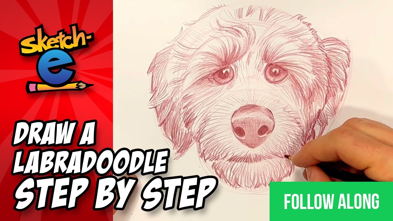 how to draw a labradoodle