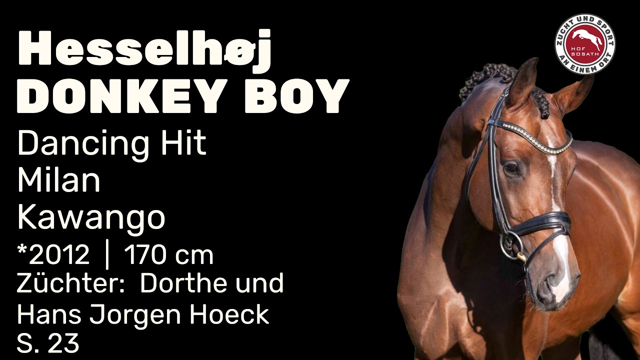 Donkey Boy - Hengstschau 2026