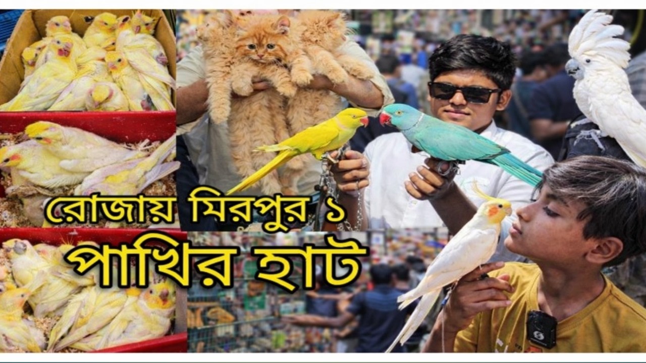 রোজায় মিরপুর ১ পাখির হাট 🐦 | রঙিন পাখির বিশাল কালেকশন দেখে অবাক!
