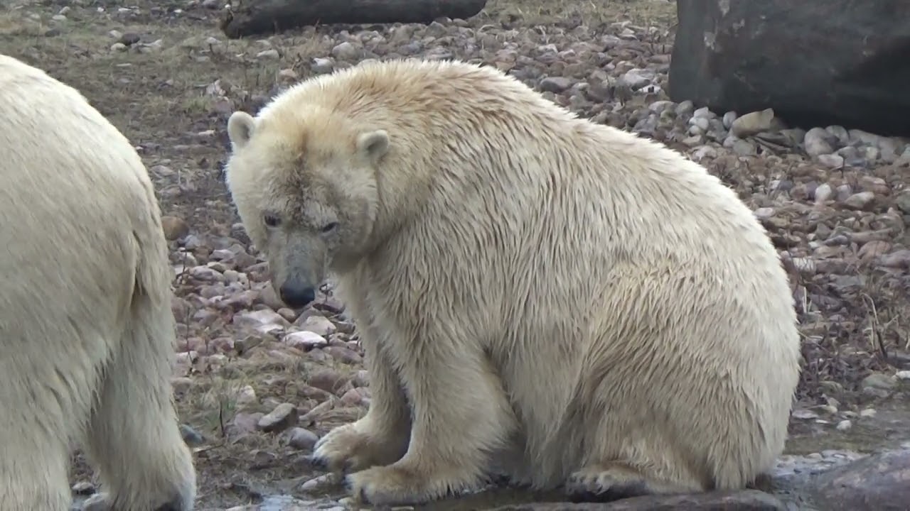 Таллинский зоопарк экскурсия по Эстонии 27.12.2024 полный обзор