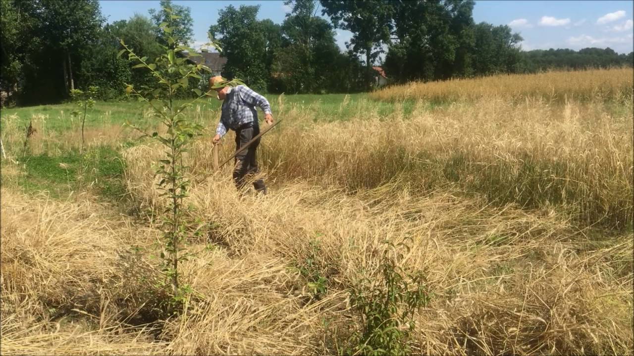 Getreide mit der Sense schneiden