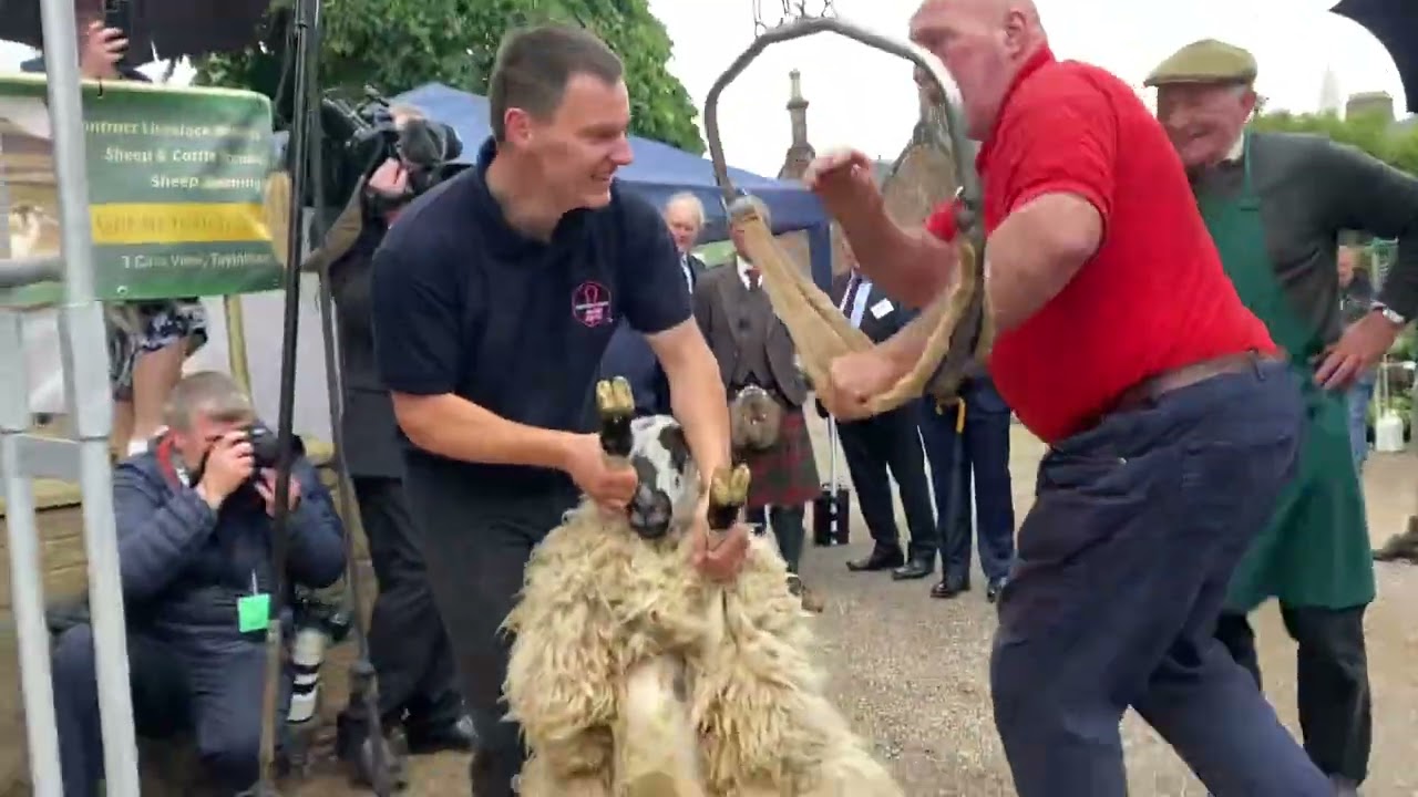 King Charles watching a sheep getting sheard