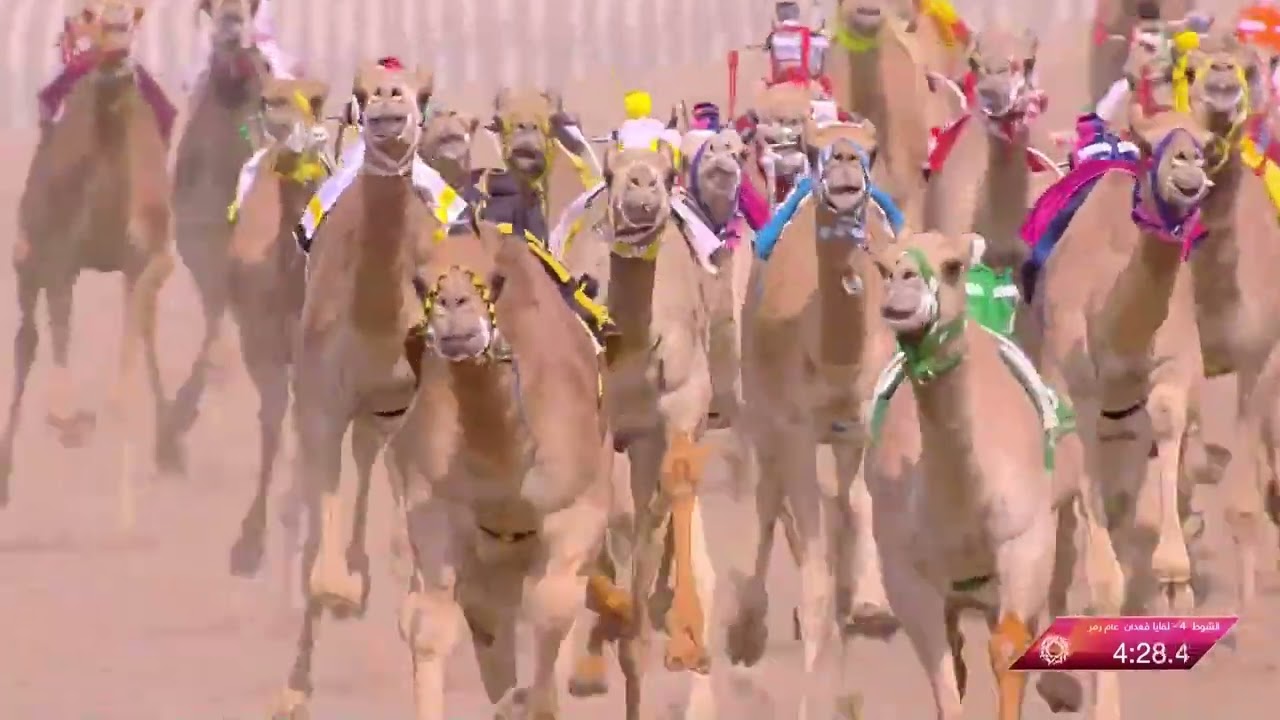 الشوط 4 رمز لقايا قعدان عام مساء يوم السبت 2-9-2023 من #مهرجان_ولي_العهد_للهجن