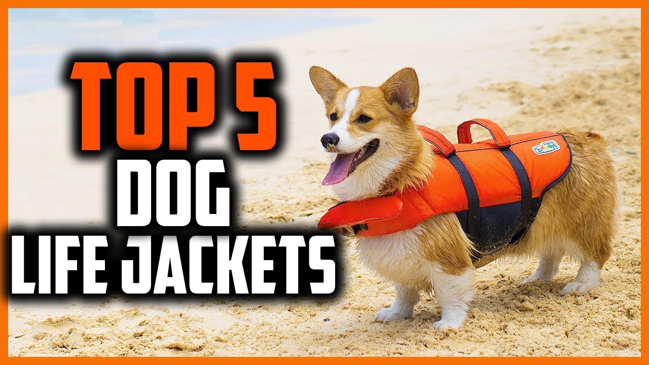 ✅Best Dog Life Jackets in 2023