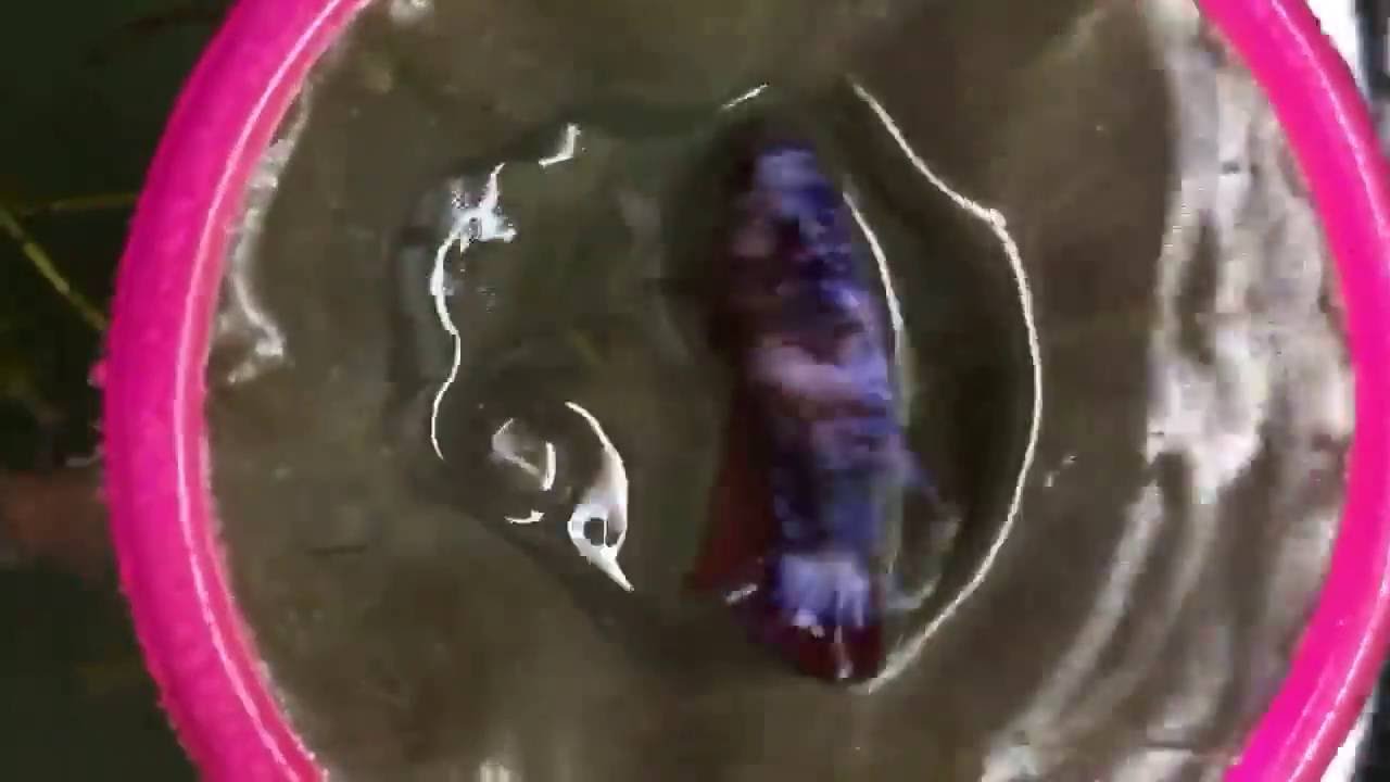 [Ams Betta] Red Base Big Star Caudal Fancy Dragon Female Betta HMPK
