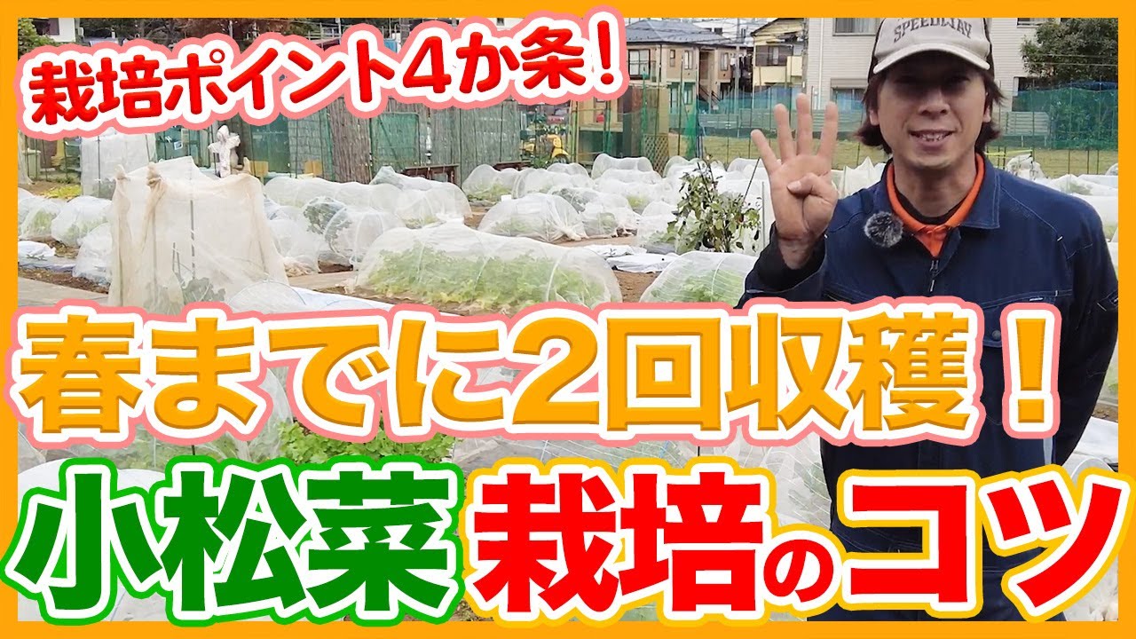 家庭菜園や農園の小松菜栽培は春までに2回収穫！何度も収穫できる小松菜の育て方を徹底解説！【農家直伝】/Tips for Harvesting Komatsuna Twice by Spring.