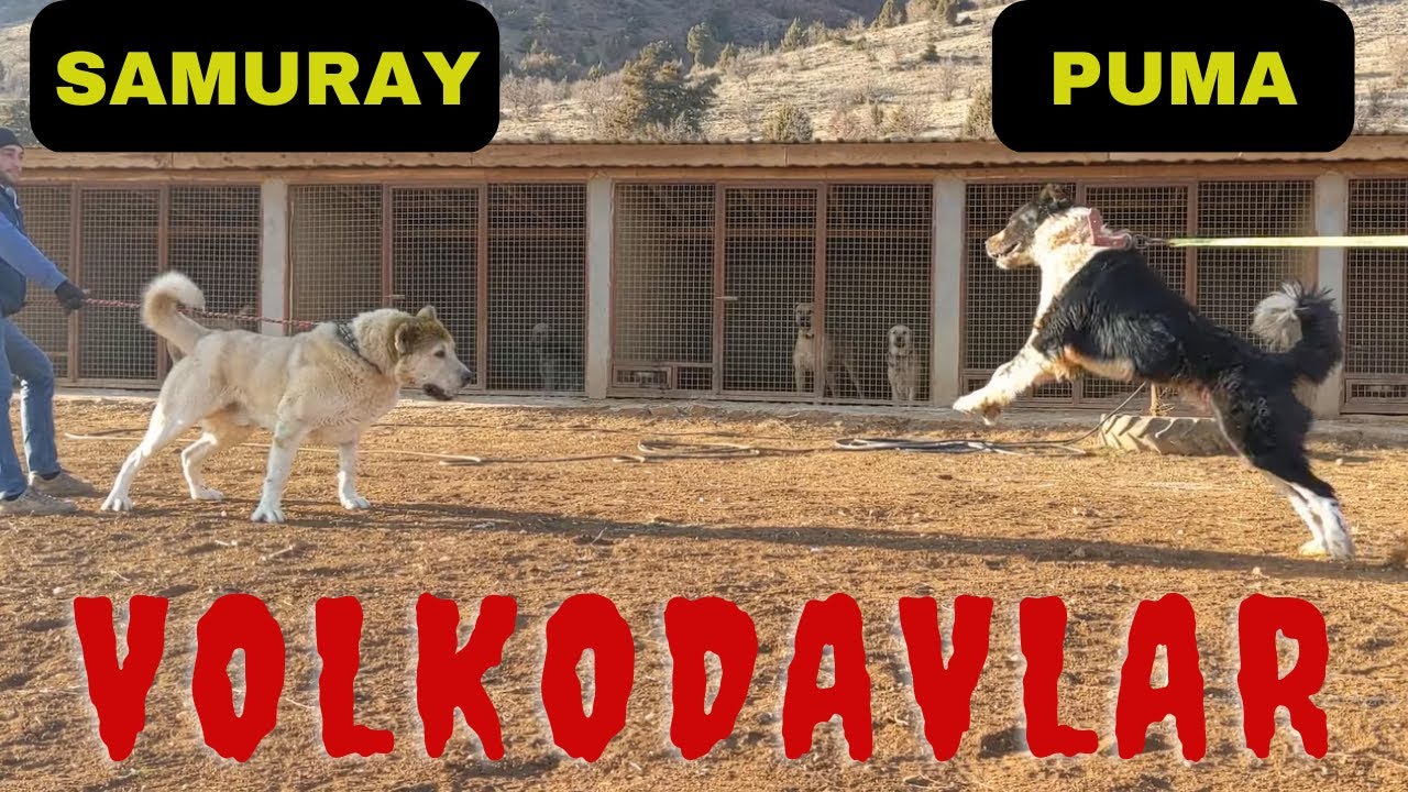 VOLKODAVLAR KARŞI KARŞIYA / FİZİĞİ ASLA BOZULMAYAN KÖPEKLER