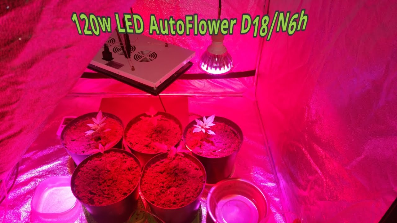 120W full spectrum LED 5 autoflowers Marijuana, DIY Co2 generator Day3 #1