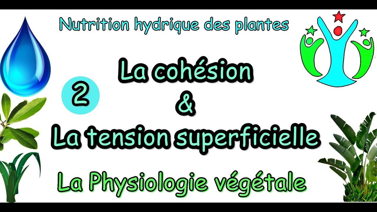 Nutrition hydrique des plantes/cohésion & tension superficielle/physiologie végétale (S4)