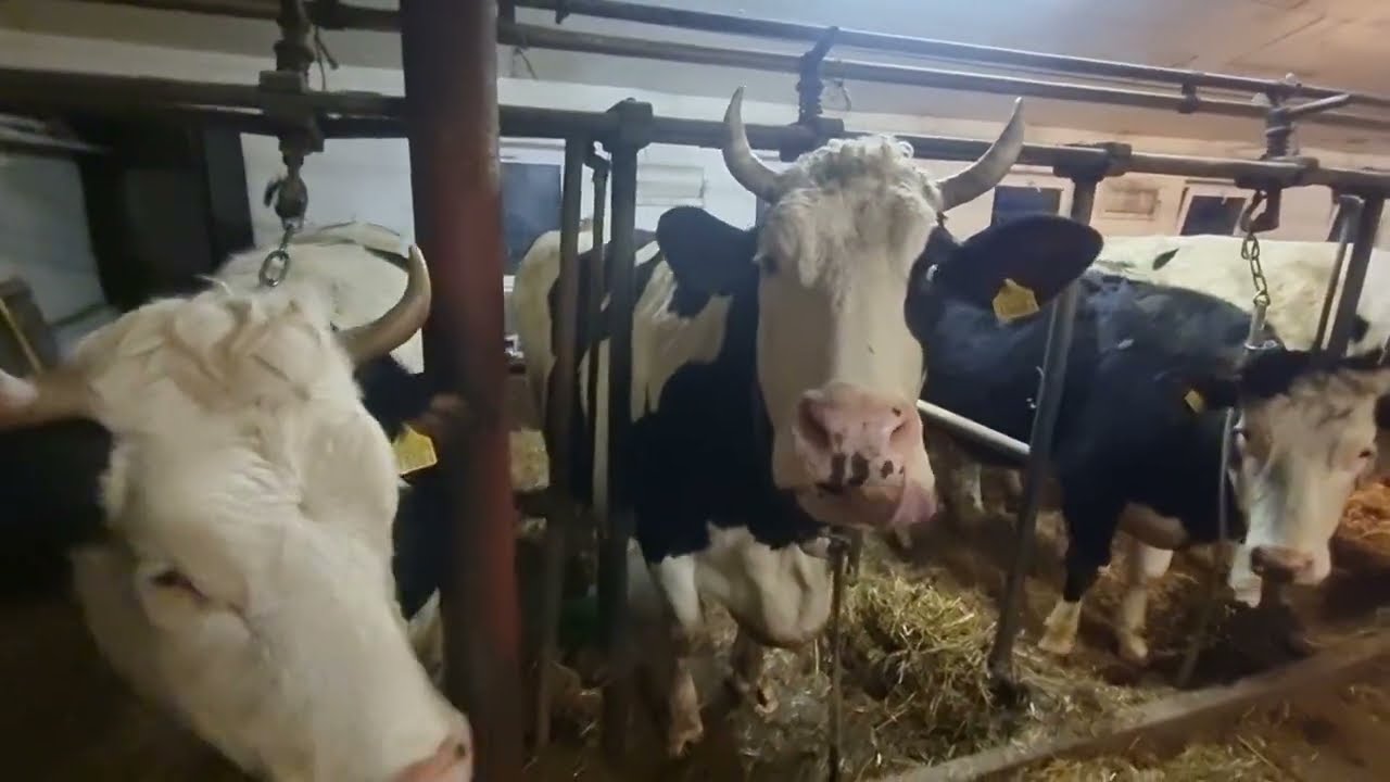 Doimy krówki, Cena mleka w dół ,połowa stada się nie doi, nowe pole w dzierżawie
