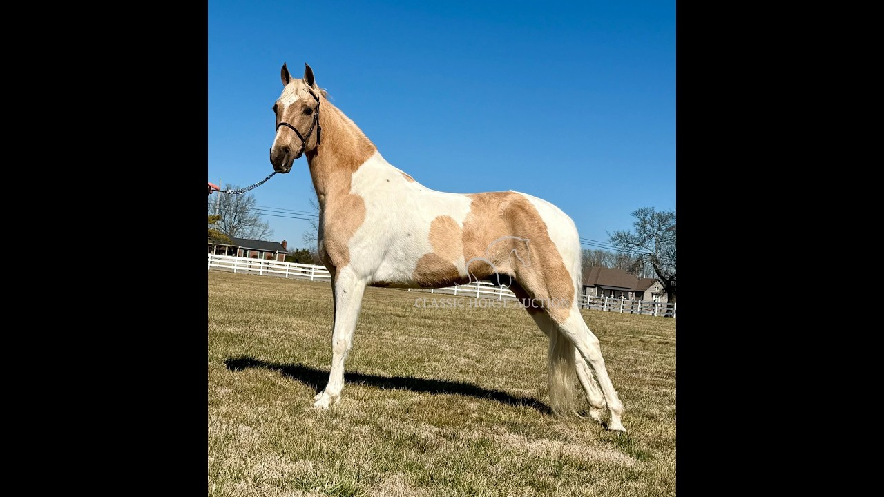 SHOTGUN www.classichorseauction.com