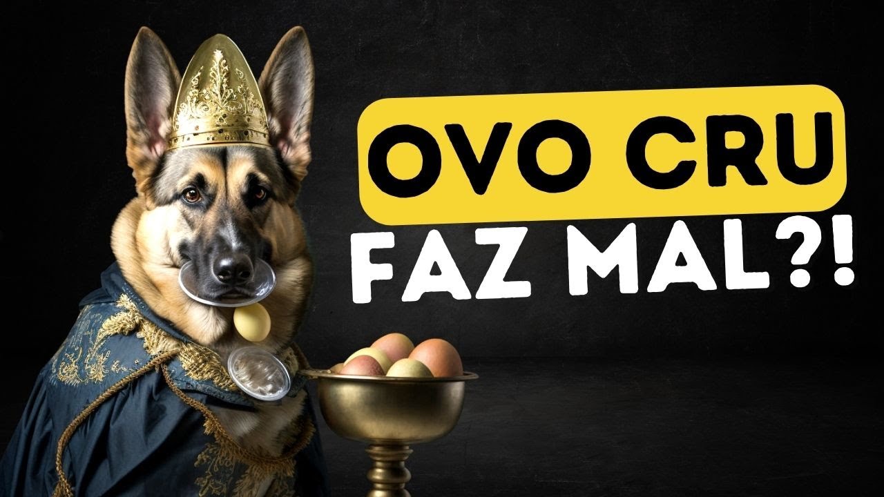 VOCÊ PODE DAR OVOS CRUS PARA UM CÃO?
