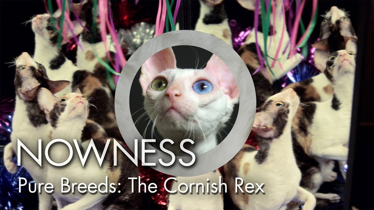 Episode 2: Pure Breeds 