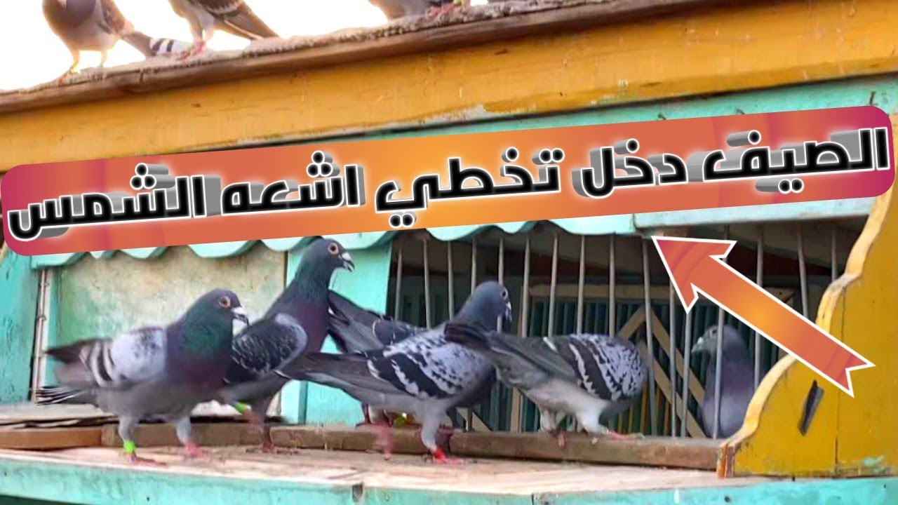 مواعيد فتح الحمام الزاجل فتحت للحمام آخر النهار!