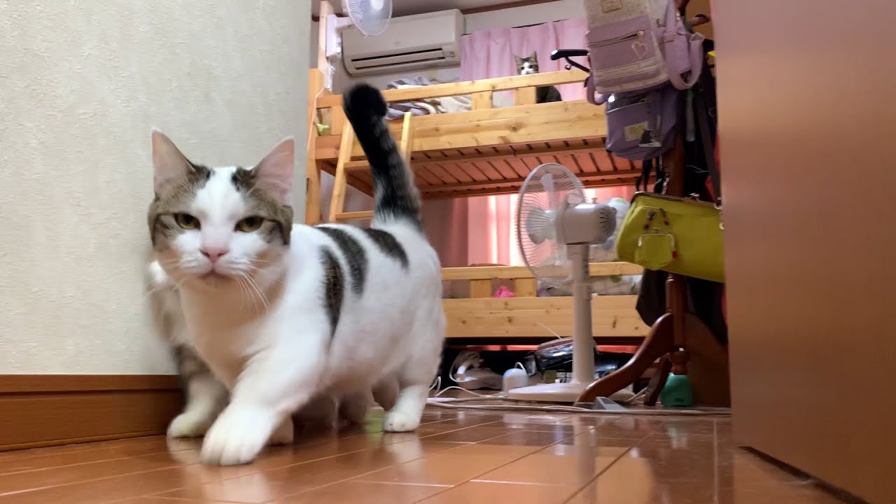 寝起きダッシュが早い猫