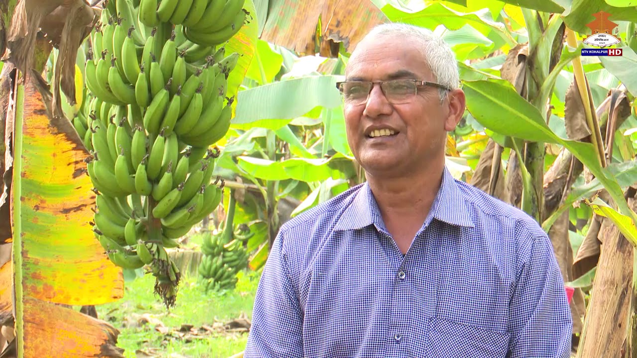 Banana farmingकेराखेतीबाट कमाउने तरिका ।।  विषादी रहित केरा पकाउने च्याम्बर udhyam 2077-08-25