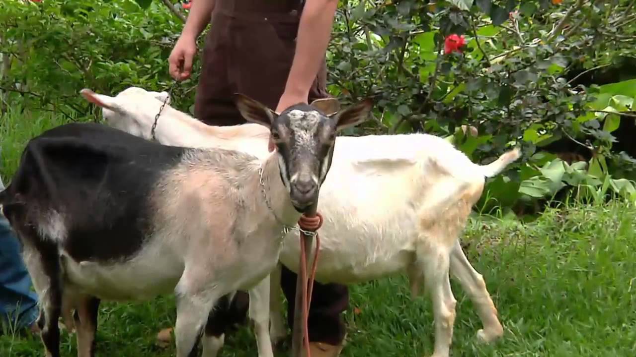Escuela de campo: Cabras, razas y mejoramiento genético - 11 de julio