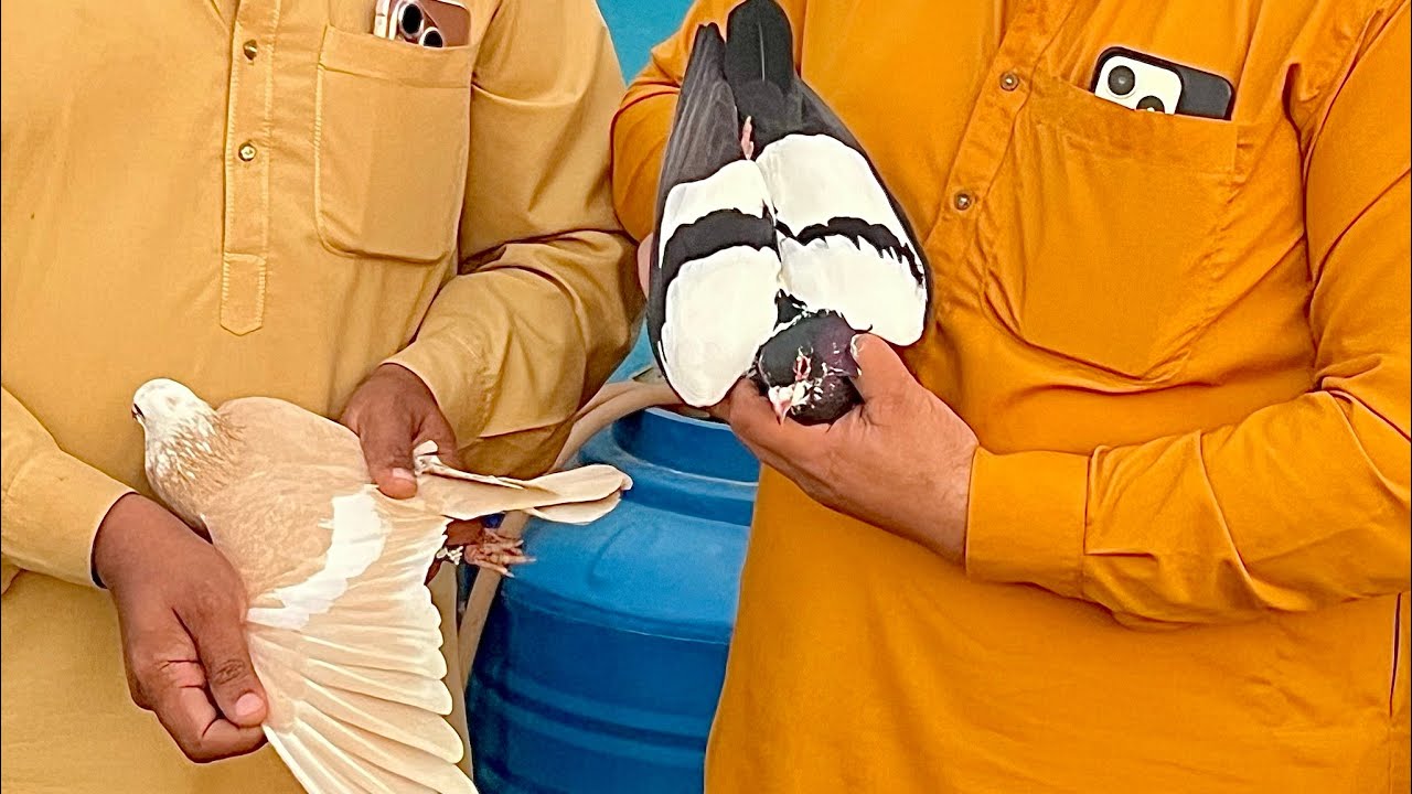 New year muhbarak ho sub bhai ko😍Aj gye tha bhai ka shok dekhna #pegionsvideos #bird #pegionslover 