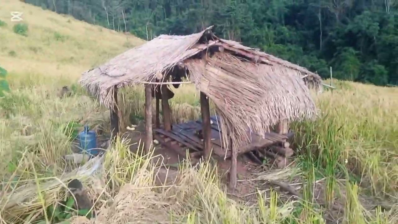 hnub no kuv mu hlais nplej os 10/19/2025