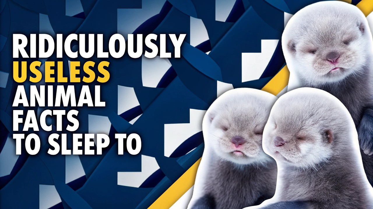 2 Hours of Ridiculously Useless Animal Facts to Fall Asleep To