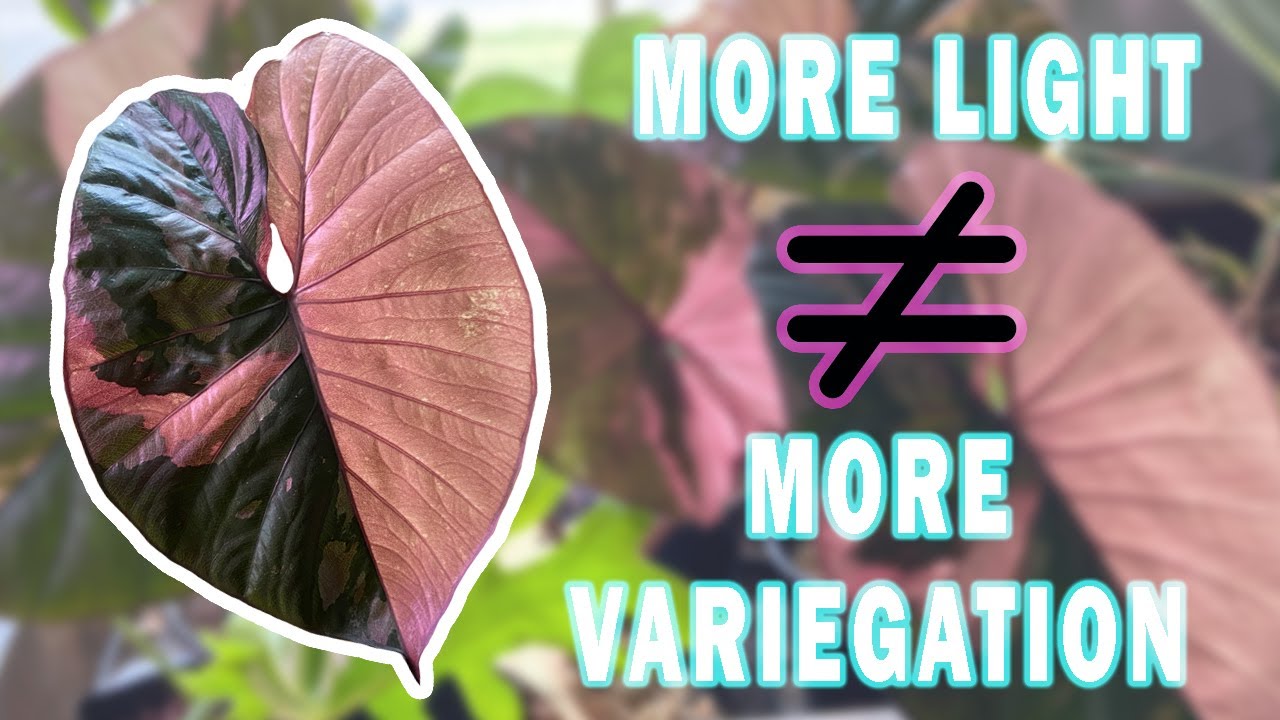 The Truth About Variegated Plants (pt. 1 CHIMERAS)