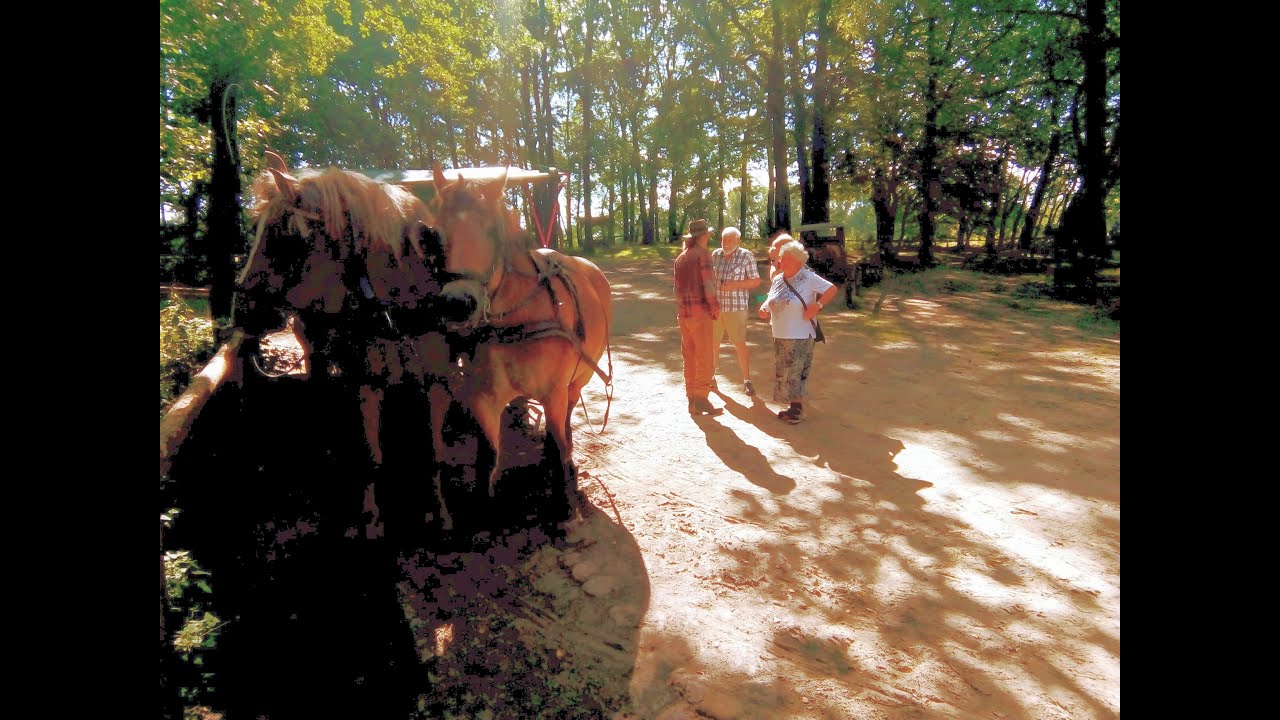LüneburgerHeide