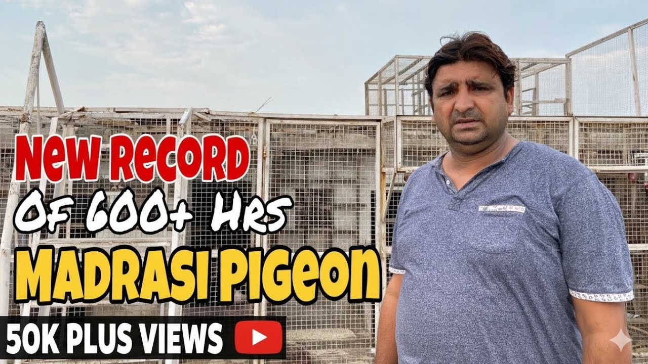Unbeatable Record Of 600 hrs + with 49 Madrasi Pigeon Made By Ustad Neeta Ji From New Delhi India