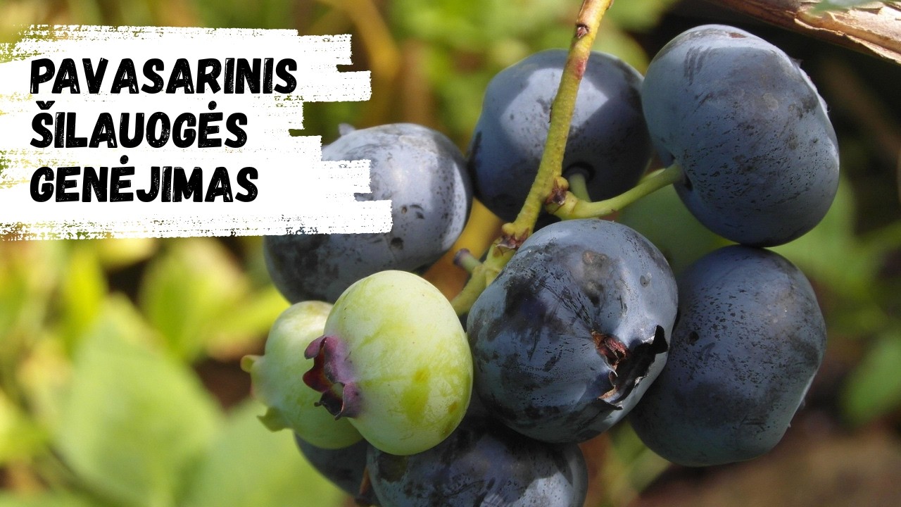 Pavasarinis šilauogės genėjimas