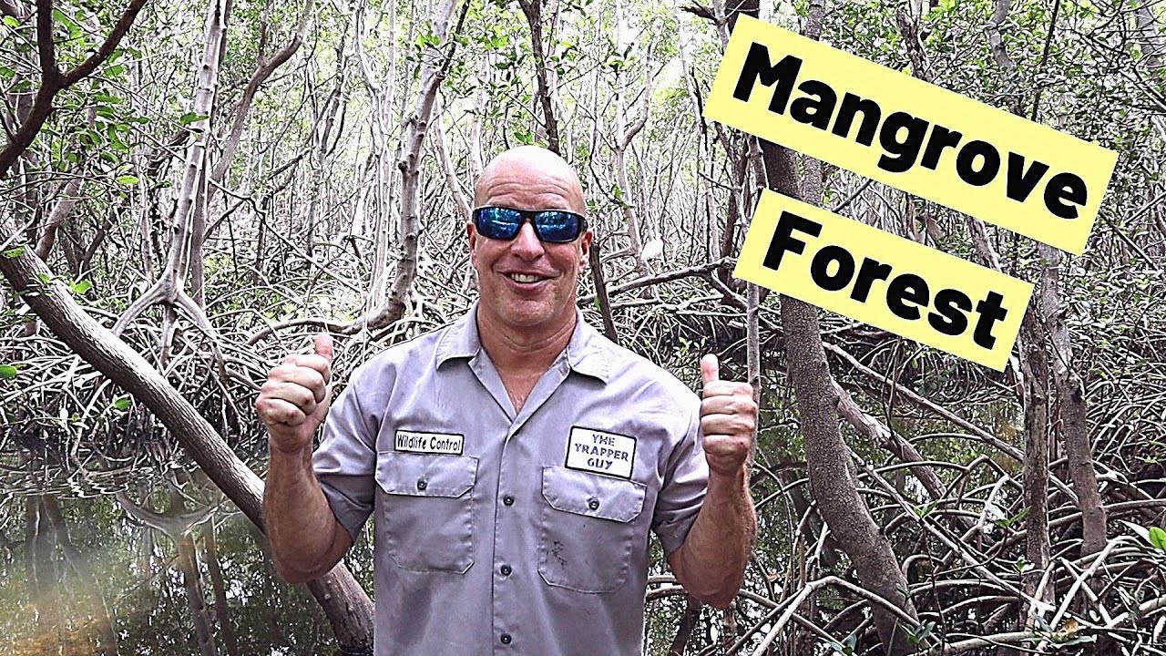Mangrove forests in Tampa Bay and mangrove ecosystems in Florida.