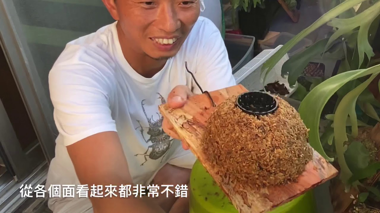 熱血阿傑超狂生態課！Celso鹿角蕨上板實作！塞爾索紐西蘭水苔