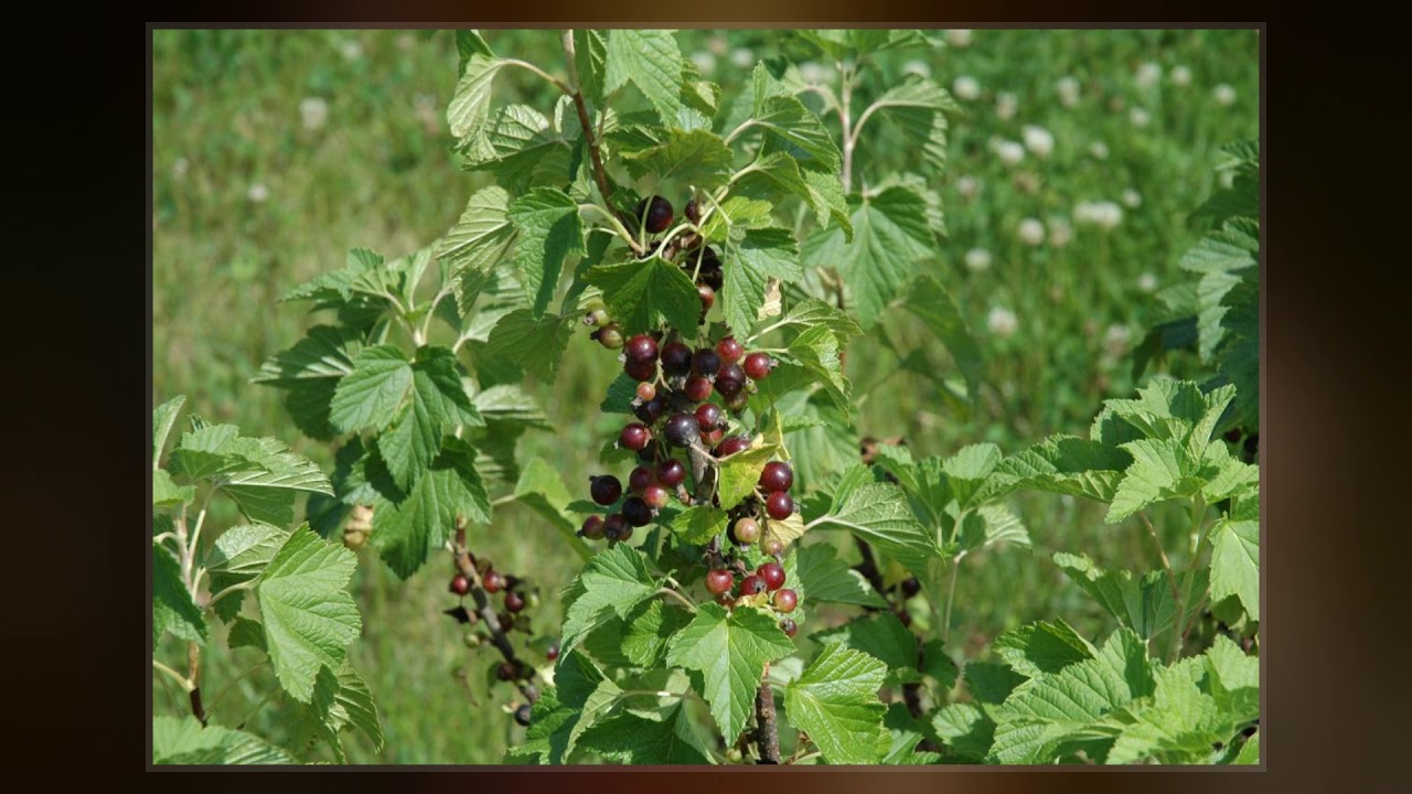 Blackcurrant Production In The United States
