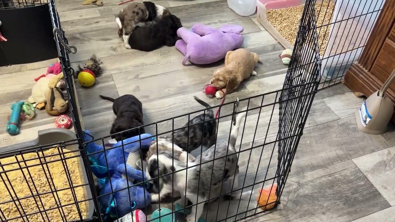 1/16/26 CoCo’s pups. Afternoon playtime. 