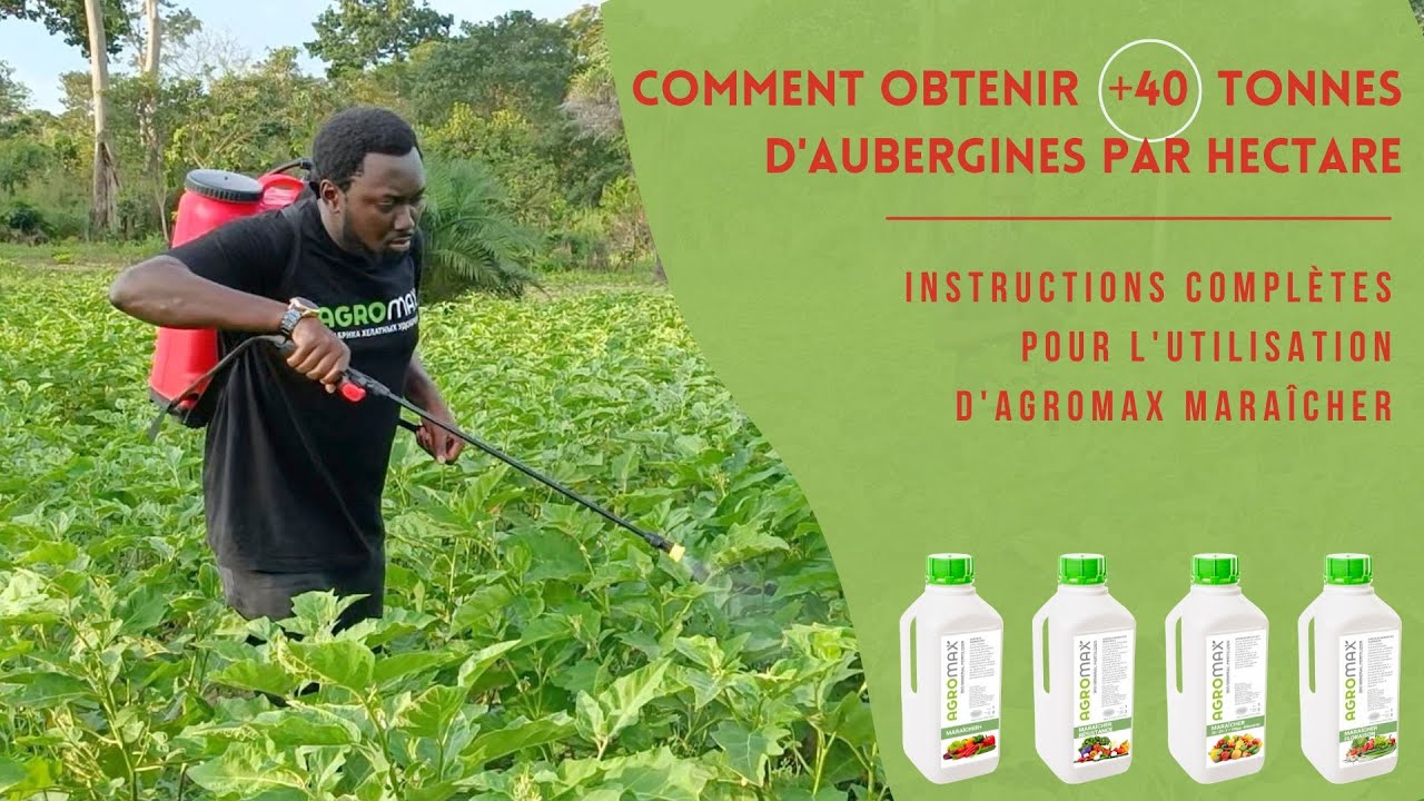 Utilisation d'engrais dans la plantation d'aubergines